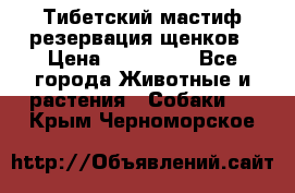 Тибетский мастиф резервация щенков › Цена ­ 100 000 - Все города Животные и растения » Собаки   . Крым,Черноморское